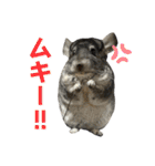 チンチラのおはぎくん まとめ2（個別スタンプ：19）