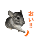 チンチラのおはぎくん まとめ2（個別スタンプ：22）