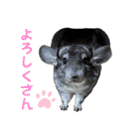 チンチラのおはぎくん まとめ2（個別スタンプ：27）