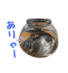 チンチラのおはぎくん まとめ2（個別スタンプ：28）