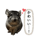 チンチラのおはぎくん まとめ2（個別スタンプ：35）