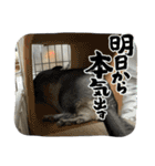 チンチラのおはぎくん まとめ2（個別スタンプ：38）