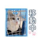 猫の言う事には（個別スタンプ：1）