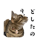 猫の言う事には（個別スタンプ：2）