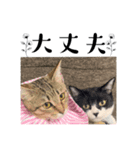 猫の言う事には（個別スタンプ：3）