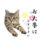 猫の言う事には（個別スタンプ：5）