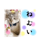 猫の言う事には（個別スタンプ：7）