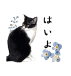 猫の言う事には（個別スタンプ：8）