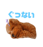 トイプードルの面白くてかわいいスタンプ（個別スタンプ：12）