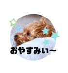 トイプードルの面白くてかわいいスタンプ（個別スタンプ：13）