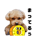 トイプードルの面白くてかわいいスタンプ（個別スタンプ：17）