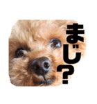 トイプードルの面白くてかわいいスタンプ（個別スタンプ：18）