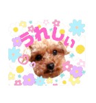 トイプードルの面白くてかわいいスタンプ（個別スタンプ：25）