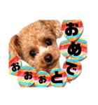 トイプードルの面白くてかわいいスタンプ（個別スタンプ：34）