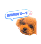 トイプードルの面白くてかわいいスタンプ（個別スタンプ：38）