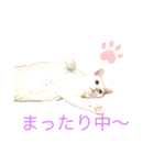 白猫 オッドアイのkuuタンです（個別スタンプ：4）