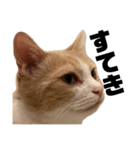 とある愛猫の日常会話スタンプ2（個別スタンプ：1）