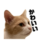 とある愛猫の日常会話スタンプ2（個別スタンプ：2）