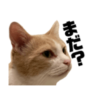 とある愛猫の日常会話スタンプ2（個別スタンプ：3）