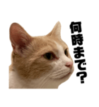 とある愛猫の日常会話スタンプ2（個別スタンプ：4）