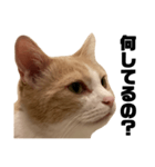 とある愛猫の日常会話スタンプ2（個別スタンプ：5）