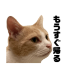 とある愛猫の日常会話スタンプ2（個別スタンプ：6）