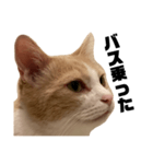 とある愛猫の日常会話スタンプ2（個別スタンプ：7）