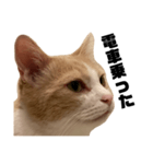 とある愛猫の日常会話スタンプ2（個別スタンプ：8）