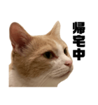 とある愛猫の日常会話スタンプ2（個別スタンプ：9）