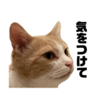 とある愛猫の日常会話スタンプ2（個別スタンプ：10）
