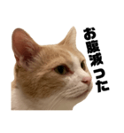 とある愛猫の日常会話スタンプ2（個別スタンプ：11）