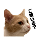 とある愛猫の日常会話スタンプ2（個別スタンプ：12）