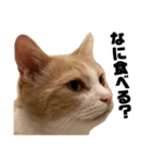 とある愛猫の日常会話スタンプ2（個別スタンプ：13）