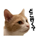 とある愛猫の日常会話スタンプ2（個別スタンプ：14）