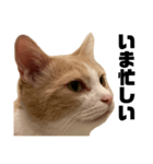 とある愛猫の日常会話スタンプ2（個別スタンプ：15）