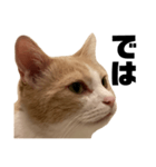 とある愛猫の日常会話スタンプ2（個別スタンプ：16）