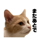 とある愛猫の日常会話スタンプ2（個別スタンプ：17）