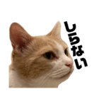 とある愛猫の日常会話スタンプ2（個別スタンプ：18）