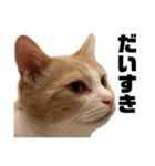 とある愛猫の日常会話スタンプ2（個別スタンプ：19）