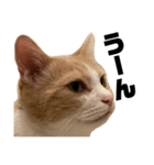 とある愛猫の日常会話スタンプ2（個別スタンプ：22）