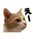 とある愛猫の日常会話スタンプ2（個別スタンプ：24）