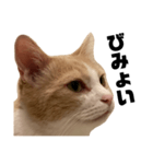 とある愛猫の日常会話スタンプ2（個別スタンプ：25）