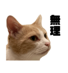とある愛猫の日常会話スタンプ2（個別スタンプ：26）