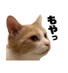 とある愛猫の日常会話スタンプ2（個別スタンプ：27）