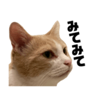 とある愛猫の日常会話スタンプ2（個別スタンプ：28）