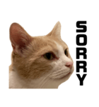 とある愛猫の日常会話スタンプ2（個別スタンプ：29）