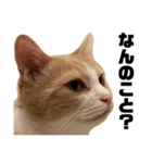 とある愛猫の日常会話スタンプ2（個別スタンプ：30）