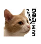 とある愛猫の日常会話スタンプ2（個別スタンプ：31）