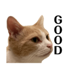とある愛猫の日常会話スタンプ2（個別スタンプ：32）