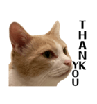 とある愛猫の日常会話スタンプ2（個別スタンプ：33）